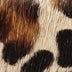 Selma Leopard sandalias de piel con forro interior de piel. natural